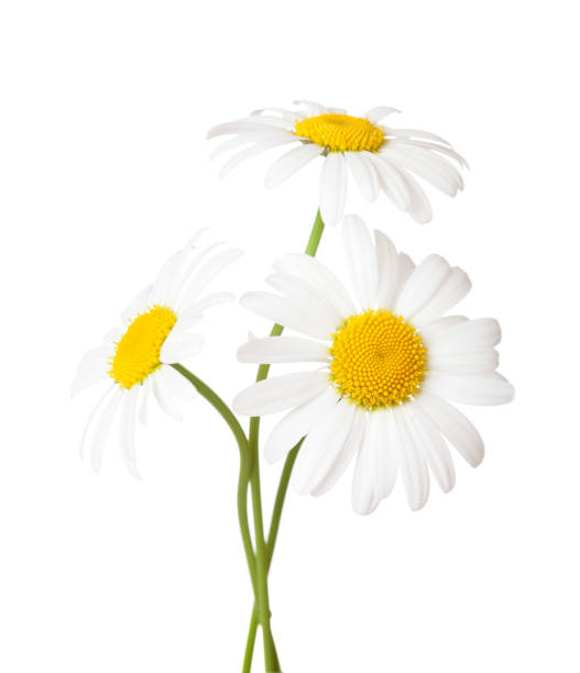 istock Three flowers of Chamomile ( Ox-Eye Daisy ) isolated on a white background. 1277872505