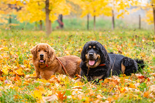 Dogs lie in the autumn forest. Focus on the black dog. Dogs of the Tibetan Mastiff breed.