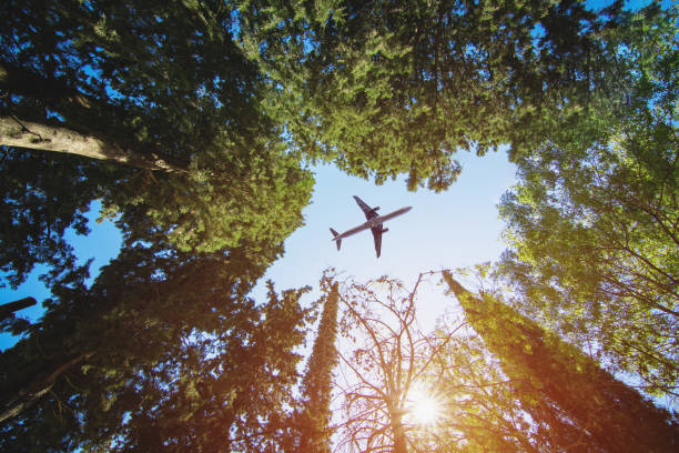 istock Bottom view of the pine trees against the clear sky 1277878180