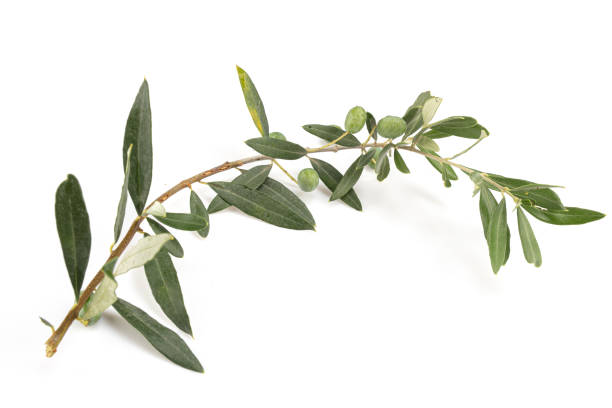 istock Olive branch with green olives 1277880167