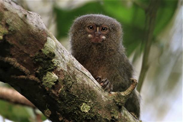 Pigmy monkey Smallest primate in the world pygmy marmoset stock pictures, royalty-free photos & images