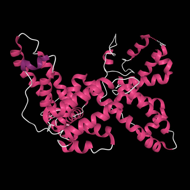 istock Tertiary structure of human vitamin D binding protein with the differently colored secondary structure elements 1277885447