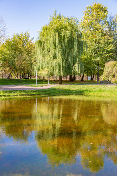 istock Green weeping willow by the duckweed pond 1277885721
