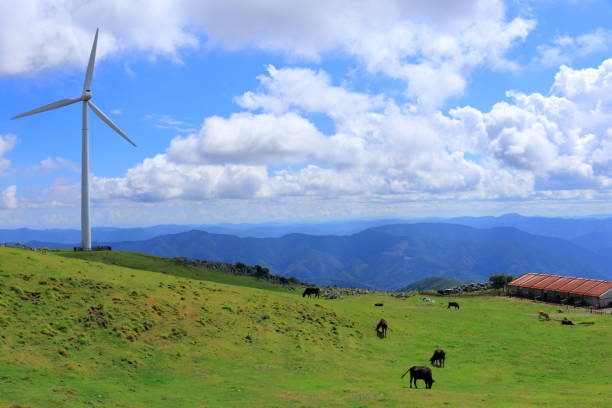 shikoku karst, vacas de pastagem e moinhos de vento, verão - cattle drive - fotografias e filmes do acervo