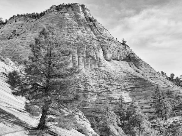 A lone tree stands on top of the Sandstone layers in Zion National Park, Utah.