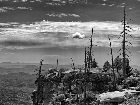 Burnt trees after a fire in the Eastern Sierras in black and white.