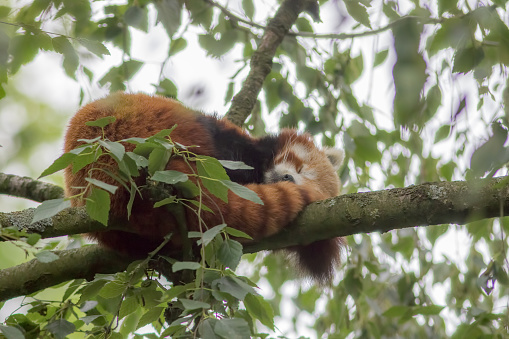 Soft focus cosy image of a wild red panda (Ailurus fulgens) sleeping on a branch high in a tree. Cute animal napping. Afternoon nap animal meme image. Red panda curled up asleep.