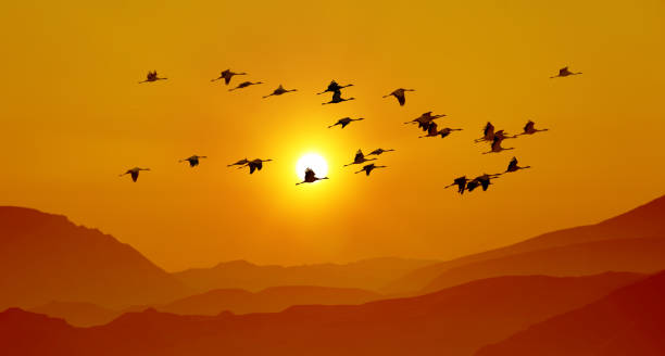 istock Sandhill cranes in flight at sunrise above the mountains 1277909061