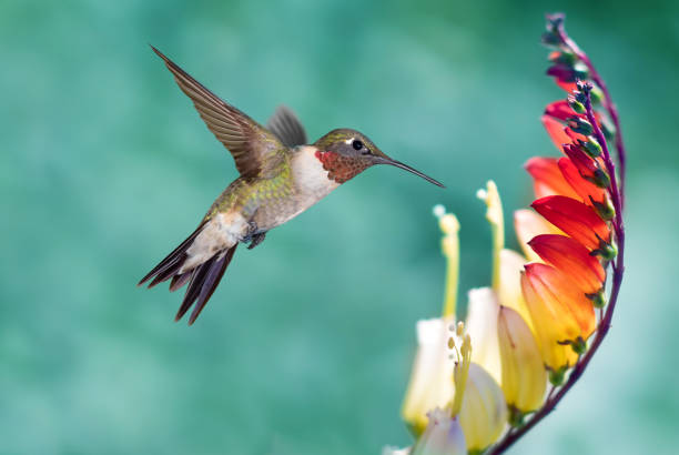 istock Tiny Hummingbird in the Garden 1277909064
