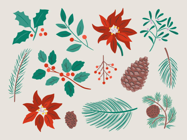 ilustracja różnych zimowych składników botanicznych — ręcznie rysowanych elementów wektorowych - poinsettia stock illustrations