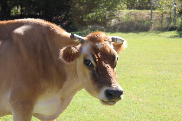 istock Closeup of a Jersey Cow in Oklahoma 1277914063