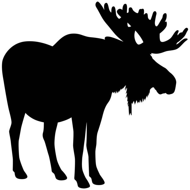 Moose Silhouette Vector illustration of a silhouette of a standing bull moose. Illustration uses no gradients, only solid black. Includes AI10-compatible .eps format, along with a high-res .jpg. elk stock illustrations