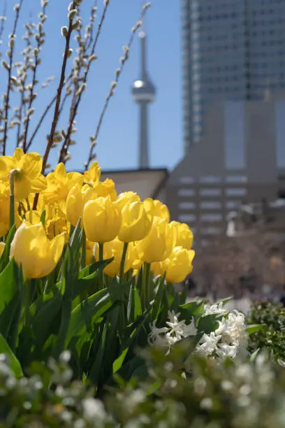 Yellow tulips on a sunny day in Toronto Ontario Canada