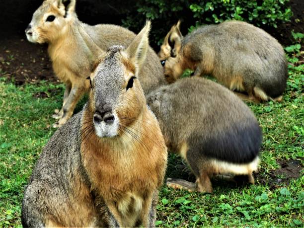 istock The Patagonian Cavy Maras (Dolichotis patagonum). 1277915294