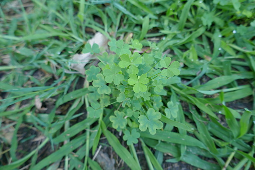 Green wood sorrel plant growing yard with surrounding grass