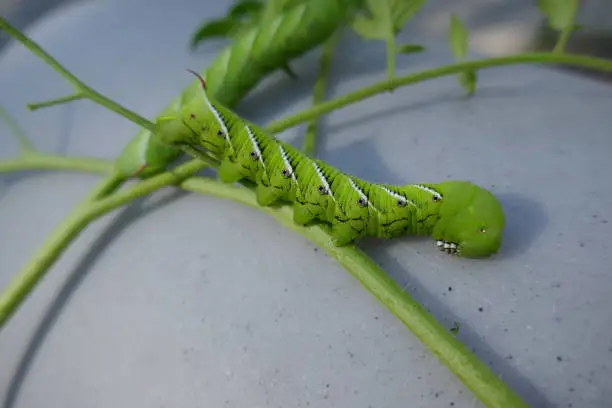 Photo of Tomato hornworm moth caterpillar displayed on gray background