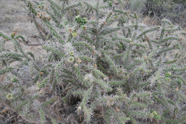 istock Large spiny cactus bush plant 1277917949