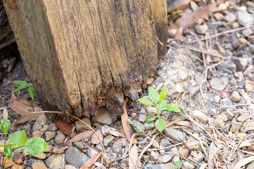 Rotting Timber Retaining Wall After Water Damage