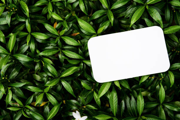 istock Blank white postcard placed on top of bush 1277918162