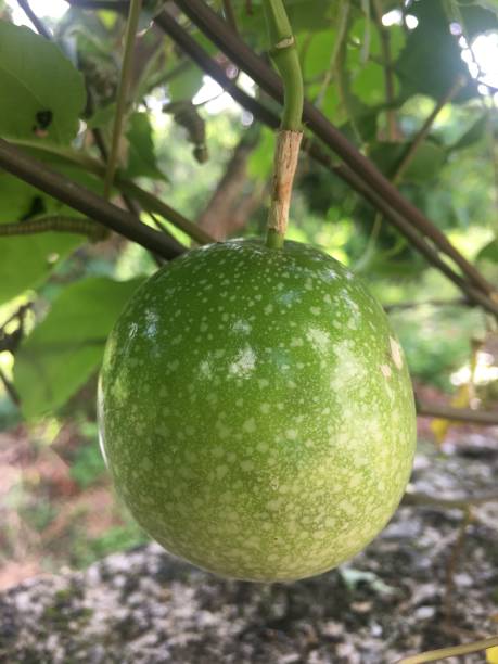istock Young fruit of the passion fruit tree 1277918203