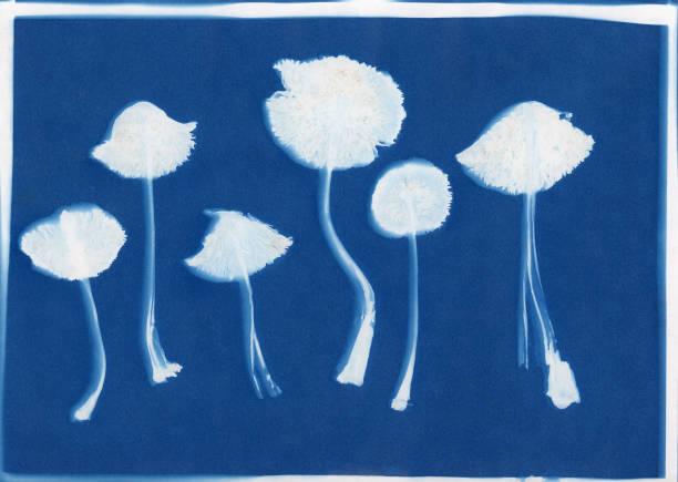 istock cyanotpye of mushrooms 1277919085