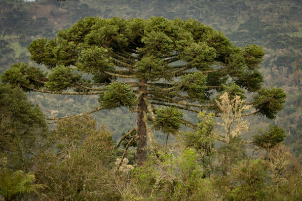 istock Araucaria angustifolia 1277921719