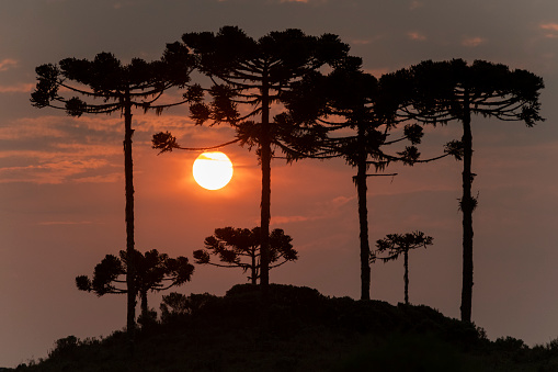 View of the araucaria angustifolia trees (Brazilian pine), at dusk on the mountains of the 'Serra Catarinense' in Urubici city, Santa Catarina state - Brazil