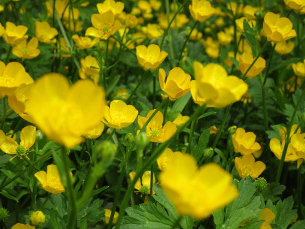 istock Bright Yellow Buttercup Ranunculus bulbosus Flowers in Bloom 2020 1277922058