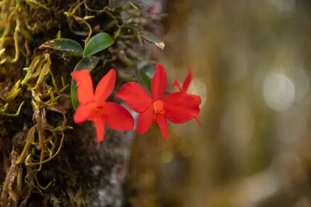 Image of the endemic orchid Cattleya coccinea, also known as Sophronitis coccinea