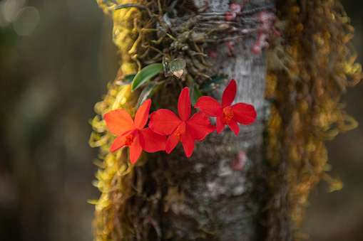 Image of the endemic orchid Cattleya coccinea, also known as Sophronitis coccinea