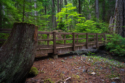 Boardwalk on the trail to Karst Creek on Vancouver Island