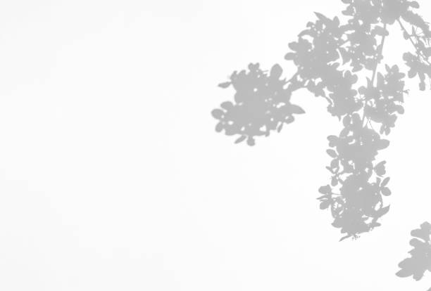 istock Gray shadow of blossoming apple tree on white wall. Abstract blurred background 1277922820