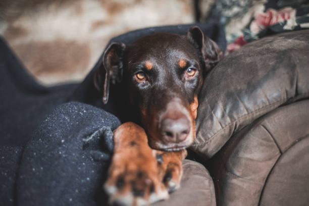 A doberman dog with floppy ears cuddles on the sofa under a wooden blanket