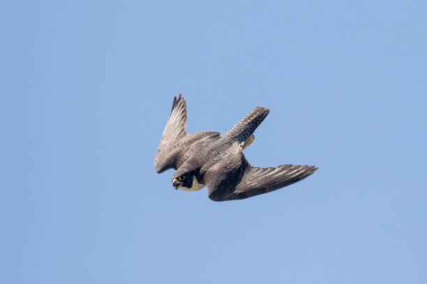 페레그린 팔콘 - peregrine falcon 뉴스 사진 이미지