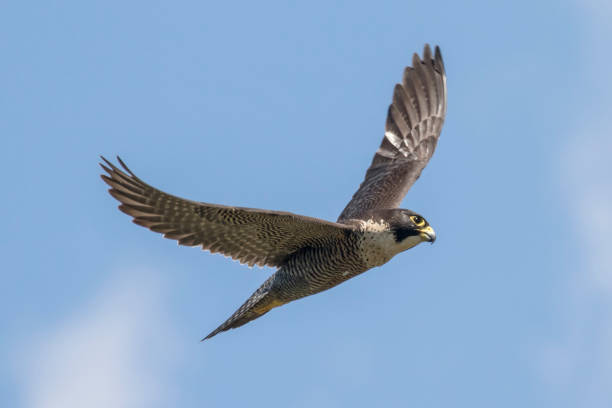 sokół wędrowny - peregrine falcon zdjęcia i obrazy z banku zdjęć