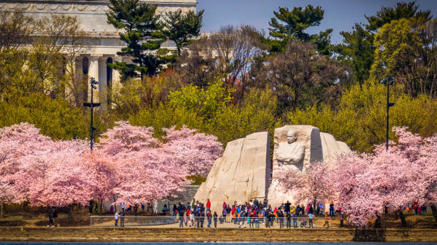 Across the Basin Washington, District of Columbia / USA - April 10, 2018: Touists gather during the Cherry Blossom Festival at the Martin Luther King Jr. Memorial carved by sculptor Lei Yixin and opened on August 22, 2011. civil rights photos stock pictures, royalty-free photos & images