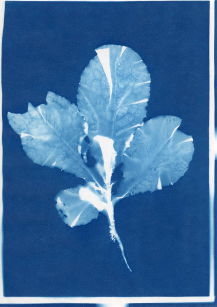 istock cyanotype of leaf lettuce, Lactuca sativa 1277927812