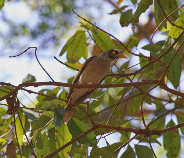 istock Australian wildlife bird noisy miner 1277930075