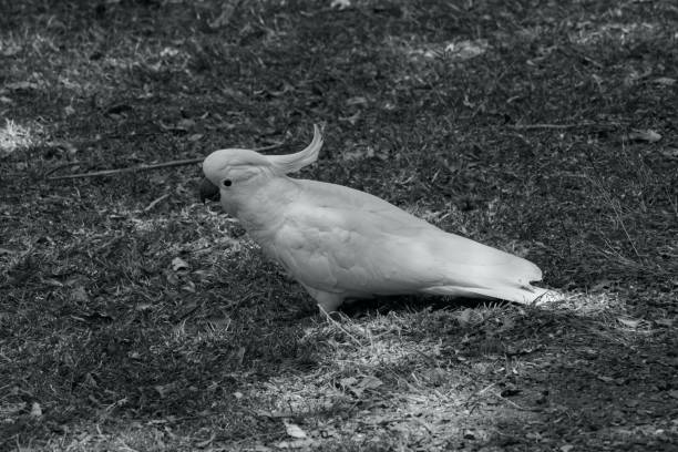 istock Australian wildlife bird black and white cockatoo 1277930100