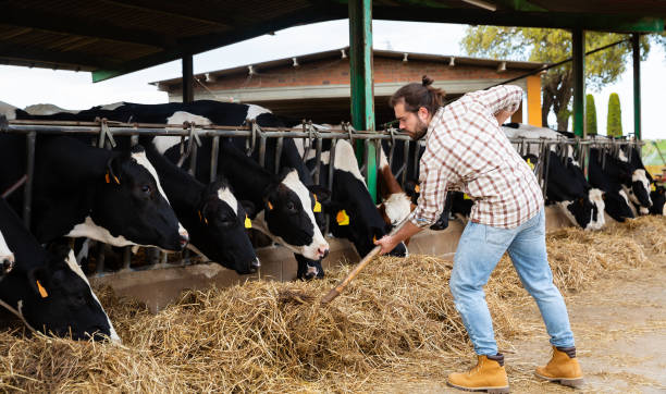 istock Breeder feeding cows on farm 1277930931