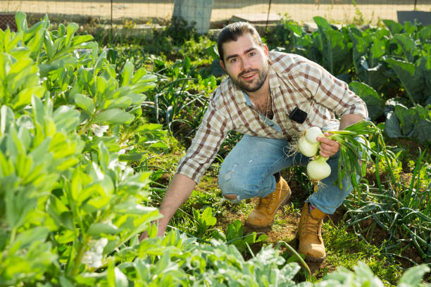 istock Farmer harvesting onion at plantation 1277930949