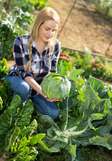 istock Woman harvesting cabbage at farm 1277930979