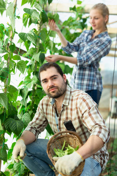 istock Couple gathering green beans 1277930981