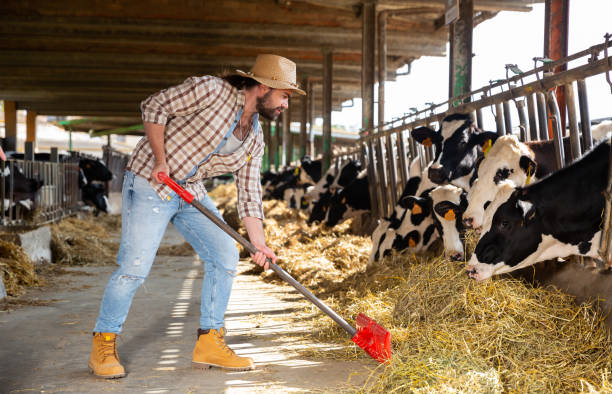 istock Young  man farmer with shovel working and taking care cows 1277931015