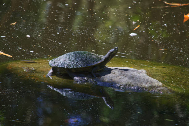 istock Australian wildlife turtle swamp 1277931335