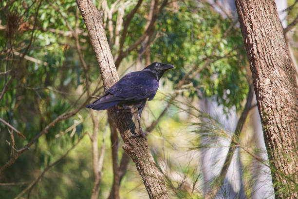 istock Australian wildlife bird raven 1277931352