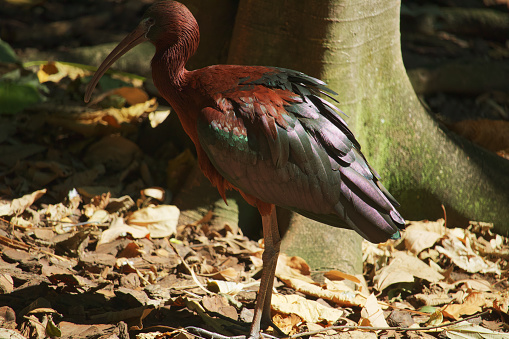 Australian wildlife bird glossy ibis