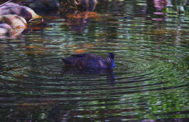istock Australian wildlife bird duck 1277931411