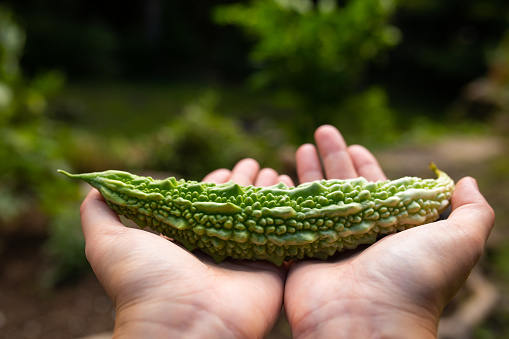 A freshly picked home grown Bitter Gourd held in two hands. A very healthy vegetable great in stir fry and a staple in Okinawan cuisine.