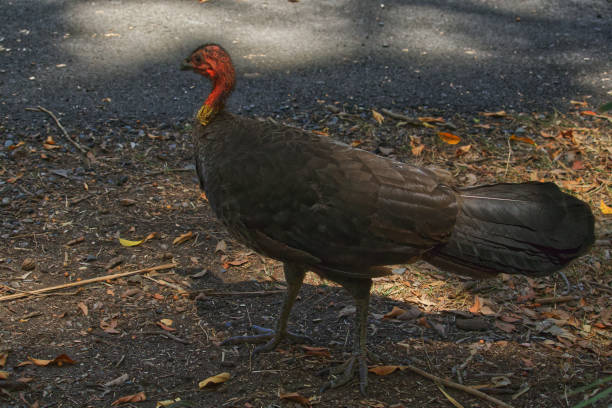 istock Australian wildlife bird bush turkey 1277932606